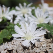 Essbare Blüten Essbare Blüten